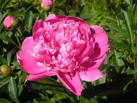 gallery_5006_626_23006.jpg