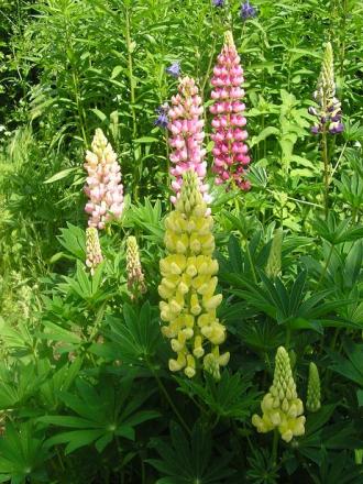 gallery_5006_626_27670.jpg