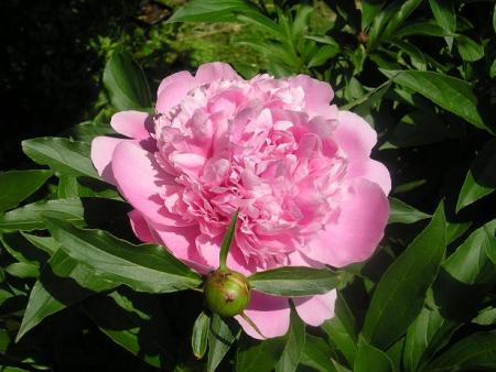 gallery_5006_626_48523.jpg