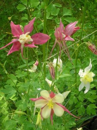 gallery_5006_626_64605.jpg