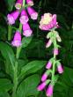 tn_gallery_2821_673_66739.jpg