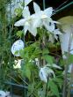 tn_gallery_3363_55_86452.jpg