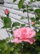 tn_gallery_5006_626_12216.jpg