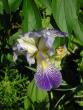 tn_gallery_5006_626_32955.jpg