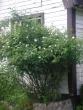 tn_gallery_5006_626_62454.jpg