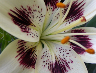 gallery_9807_675_50520.jpg