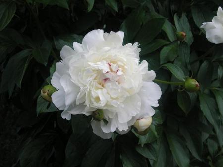 gallery_5006_626_39264.jpg