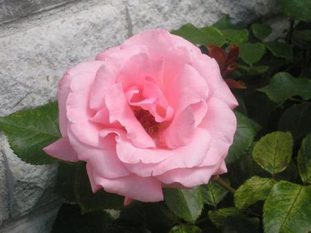 gallery_5006_626_39354.jpg