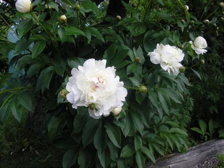 gallery_5006_626_45060.jpg