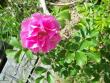 tn_gallery_559_630_75150.jpg