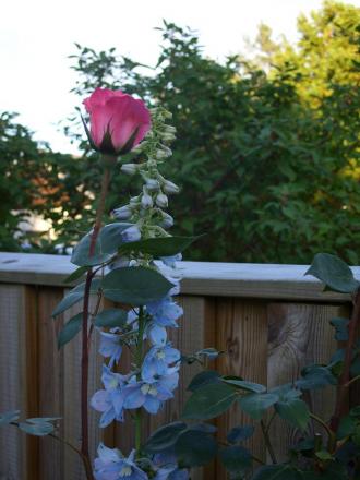 gallery_5307_536_105265.jpg