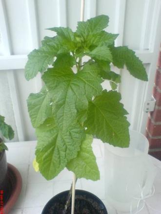 gallery_10811_693_10124.jpeg