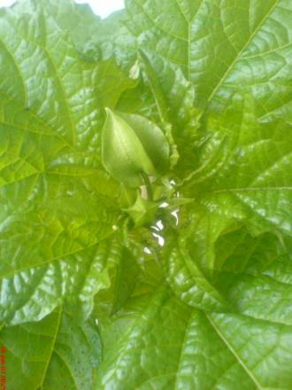 gallery_10811_693_36922.jpeg
