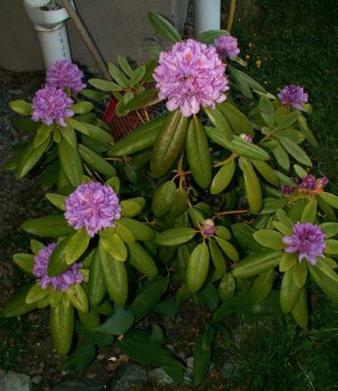 gallery_3388_651_158938.jpg