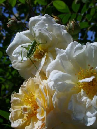 gallery_5307_533_118157.jpg