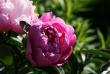 tn_gallery_4816_75_13638.jpg