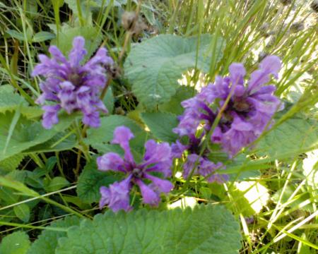 gallery_10142_697_164355.jpg