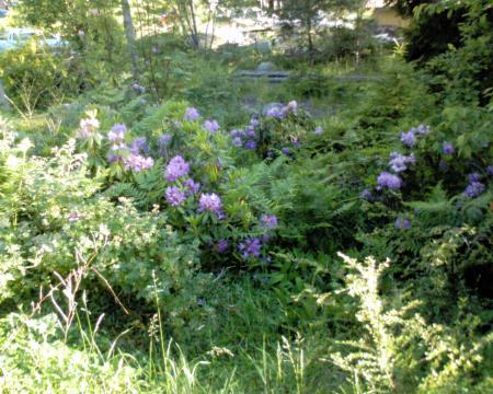 gallery_10142_697_248189.jpg