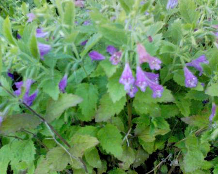 gallery_10142_697_294464.jpg