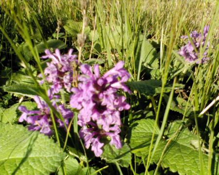 gallery_10142_697_73898.jpg