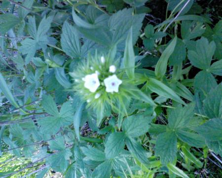 gallery_10142_697_74882.jpg