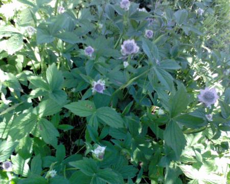gallery_10142_697_78712.jpg