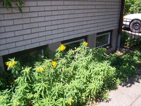 gallery_9387_698_175494.jpg