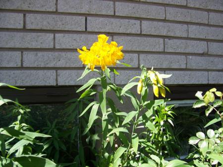 gallery_9387_698_47823.jpg