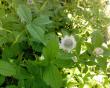 tn_gallery_10142_697_175697.jpg