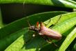 tn_gallery_4816_75_22929.jpg