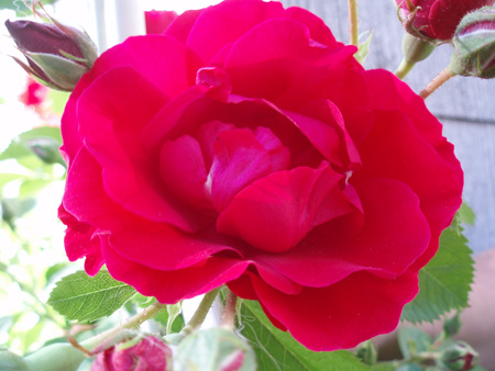 gallery_7459_704_43604.jpg