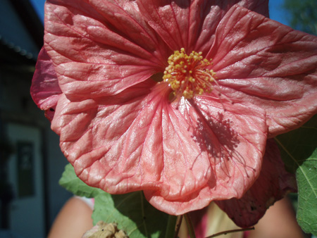 gallery_7459_704_46584.jpg