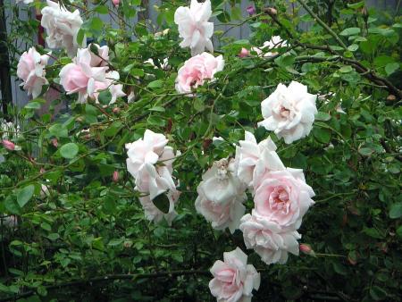 gallery_8323_287_217570.jpg