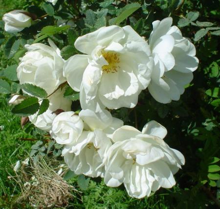 gallery_9983_709_130726.jpg