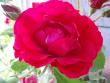 tn_gallery_7459_704_43604.jpg