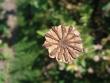 tn_gallery_7459_704_7534.jpg