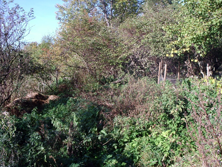 gallery_7459_712_111349.jpg