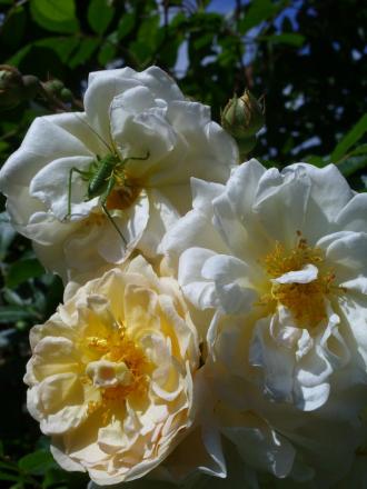 gallery_5307_33_77156.jpg