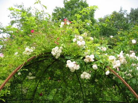 gallery_8074_548_24157.jpg