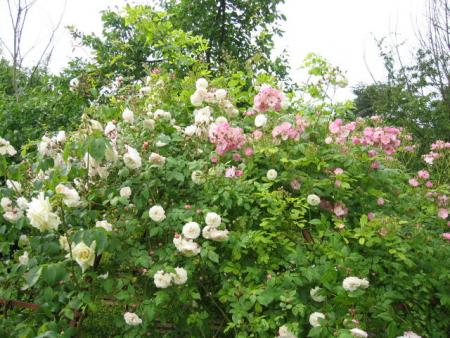 gallery_8074_548_90335.jpg