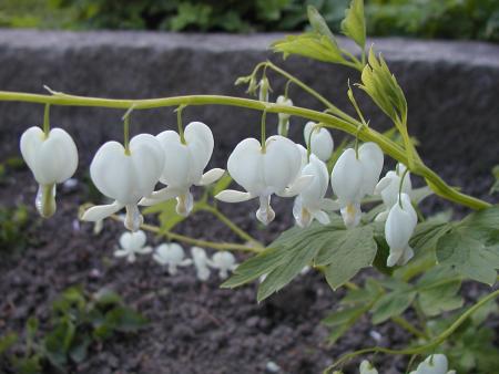 gallery_9464_27_430410.jpg