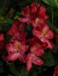 tn_gallery_1323_689_2877.jpg