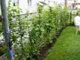 gallery_5585_719_13703.jpg