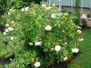 gallery_5585_720_10756.jpg