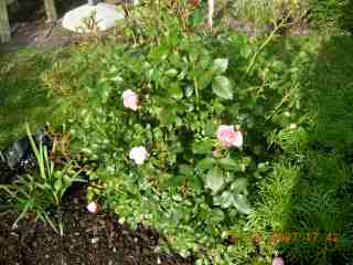 gallery_5585_720_27382.jpg