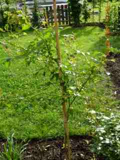 gallery_5585_720_7323.jpg