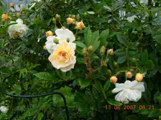 gallery_5585_720_9662.jpg