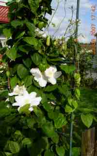 gallery_5585_721_9564.jpg