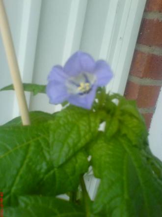 gallery_10811_693_2367.jpeg