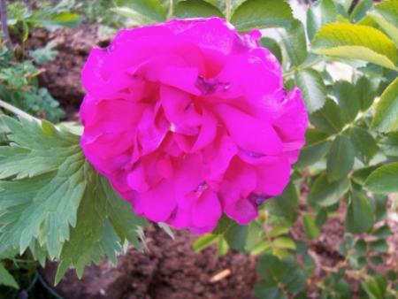 gallery_559_630_43418.jpg